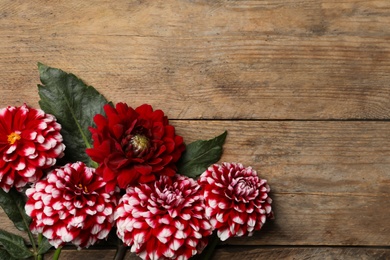 Beautiful dahlia flowers on wooden background, flat lay. Space for text