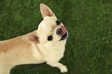 Photo of Adorable Toy Terrier on green grass, above view. Domestic dog