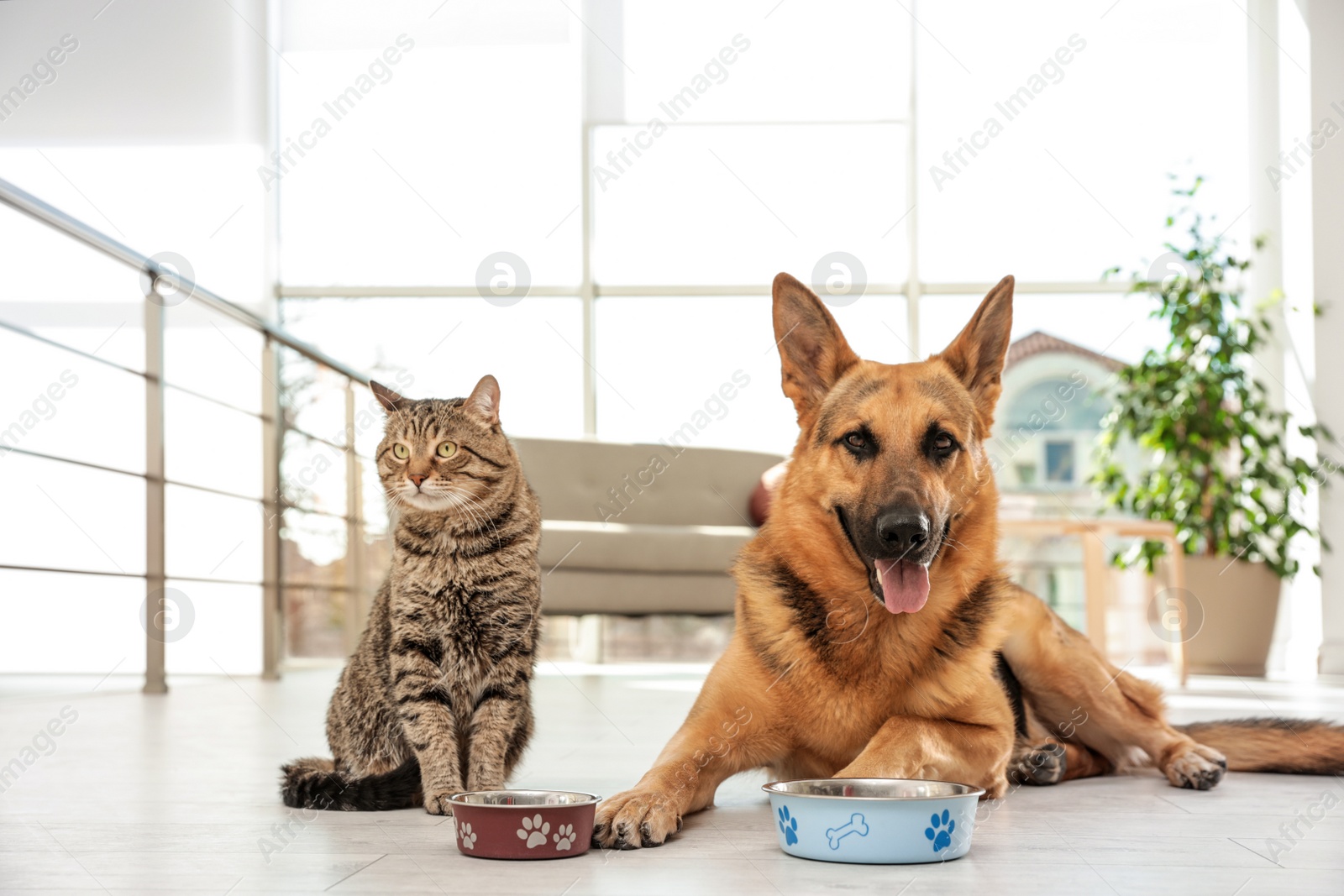 Photo of Cat and dog together with feeding bowls on floor indoors. Funny friends