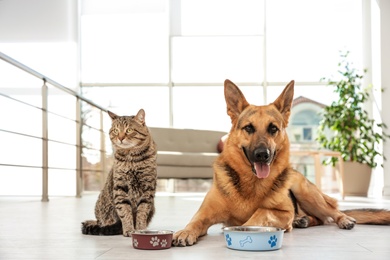 Photo of Cat and dog together with feeding bowls on floor indoors. Funny friends