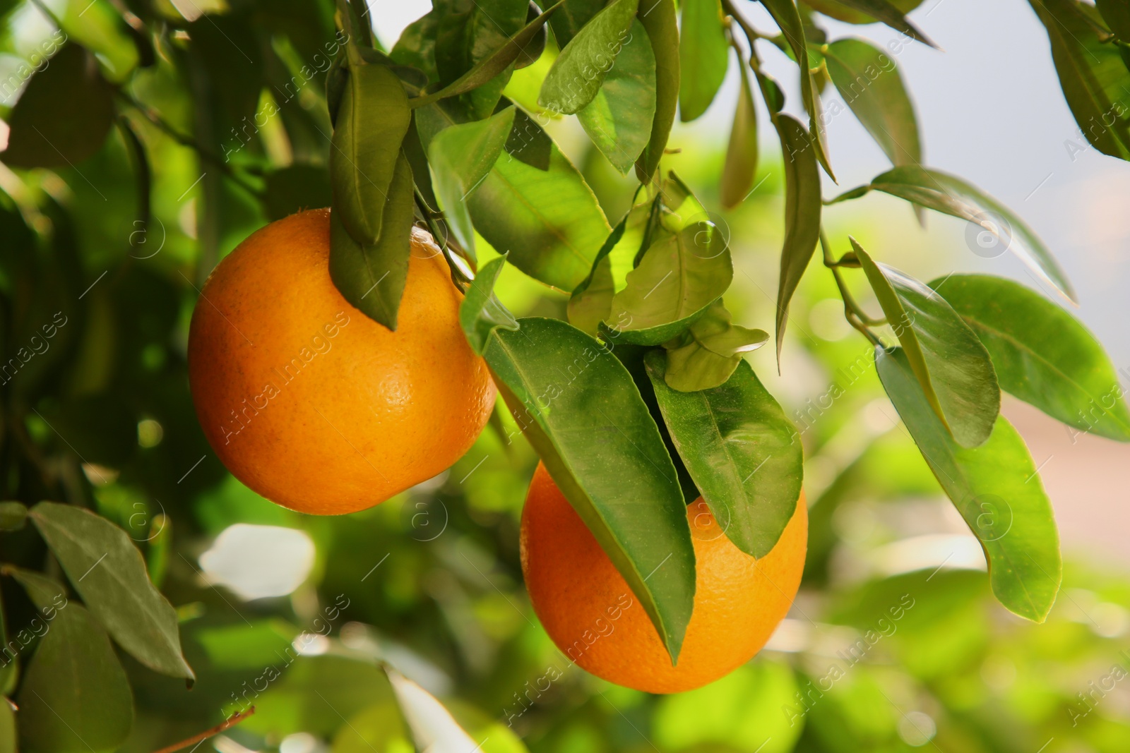 Photo of Fresh ripe oranges growing on tree on sunny day, closeup