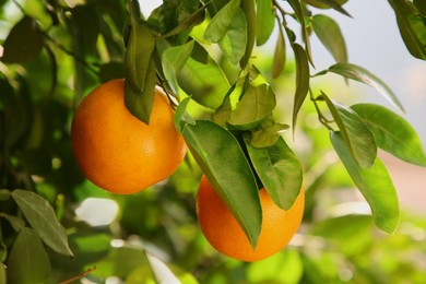 Fresh ripe oranges growing on tree on sunny day, closeup