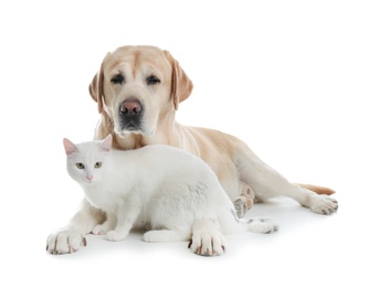 Photo of Adorable cat looking into camera and dog together on white background. Friends forever