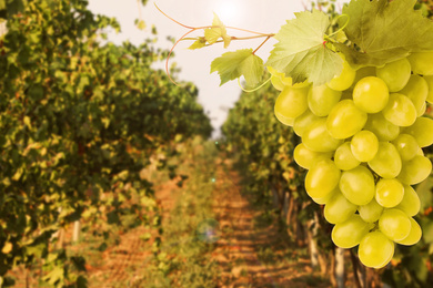 Image of Fresh ripe juicy grapes growing on branches in vineyard, space for text