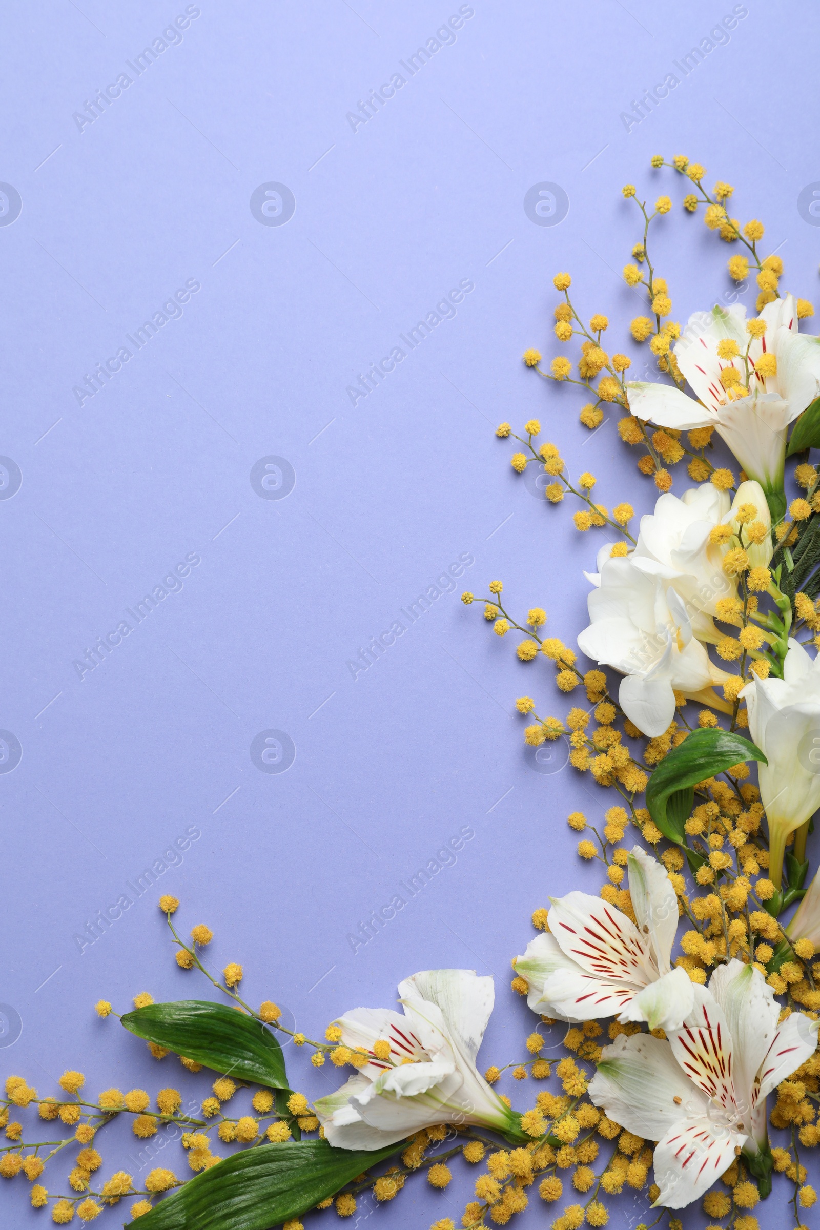 Photo of Beautiful floral composition with mimosa flowers on light blue background, flat lay. Space for text