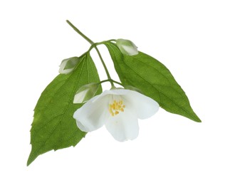 Photo of Branch of jasmine flower, buds and leaves isolated on white