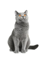 Photo of Adorable grey British Shorthair cat on white background