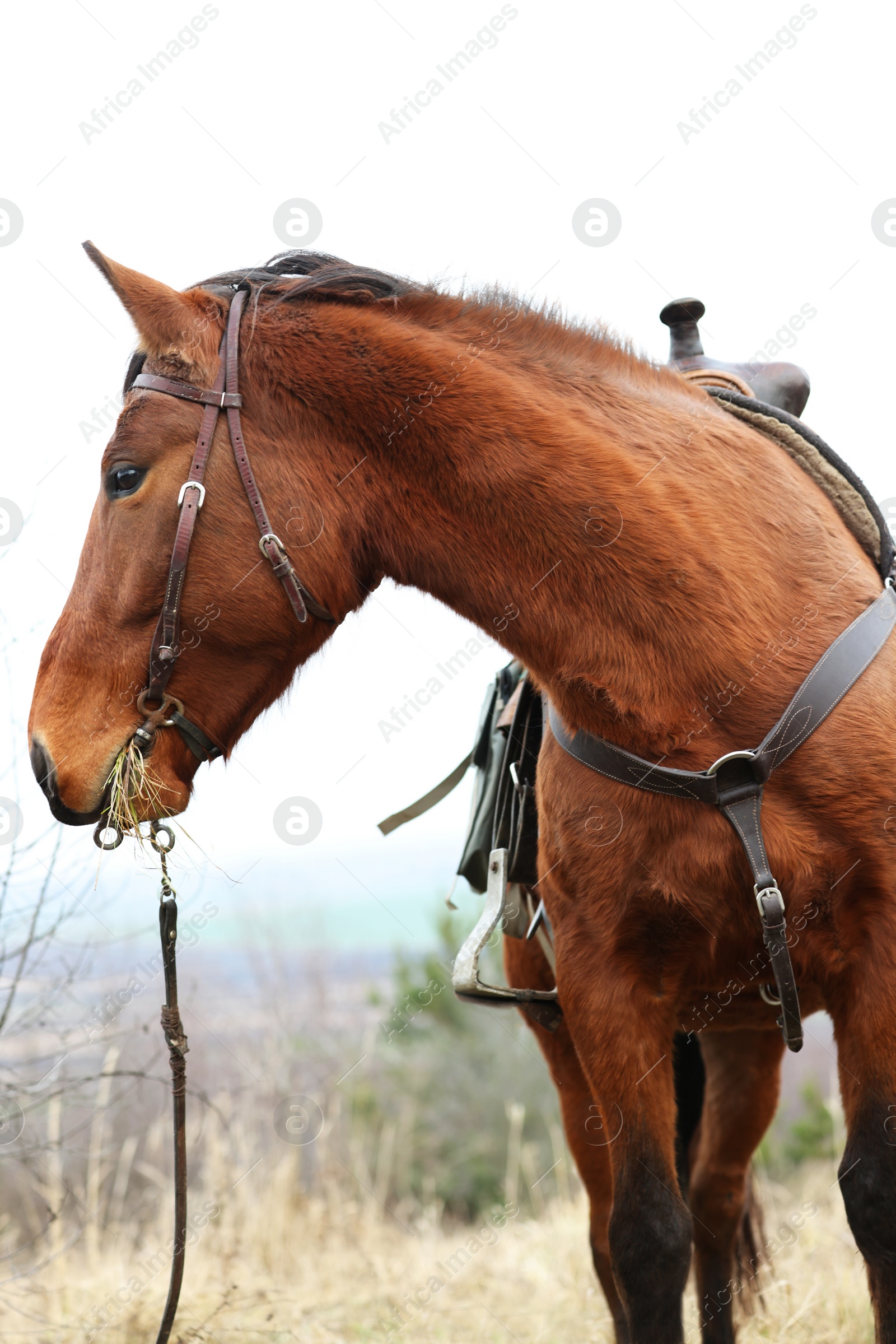 Photo of Adorable chestnut horse grazing outdoors. Lovely domesticated pet