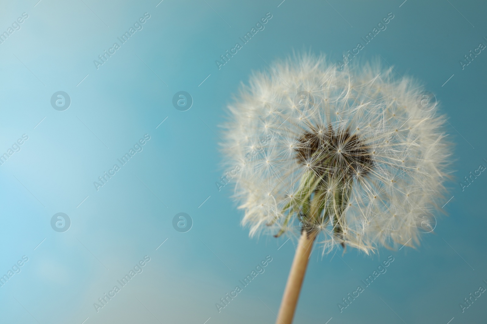 Photo of Beautiful dandelion flower on light blue background, closeup. Space for text