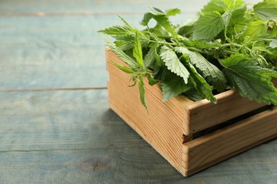 Fresh stinging nettle leaves in crate on blue wooden table, closeup. Space for text