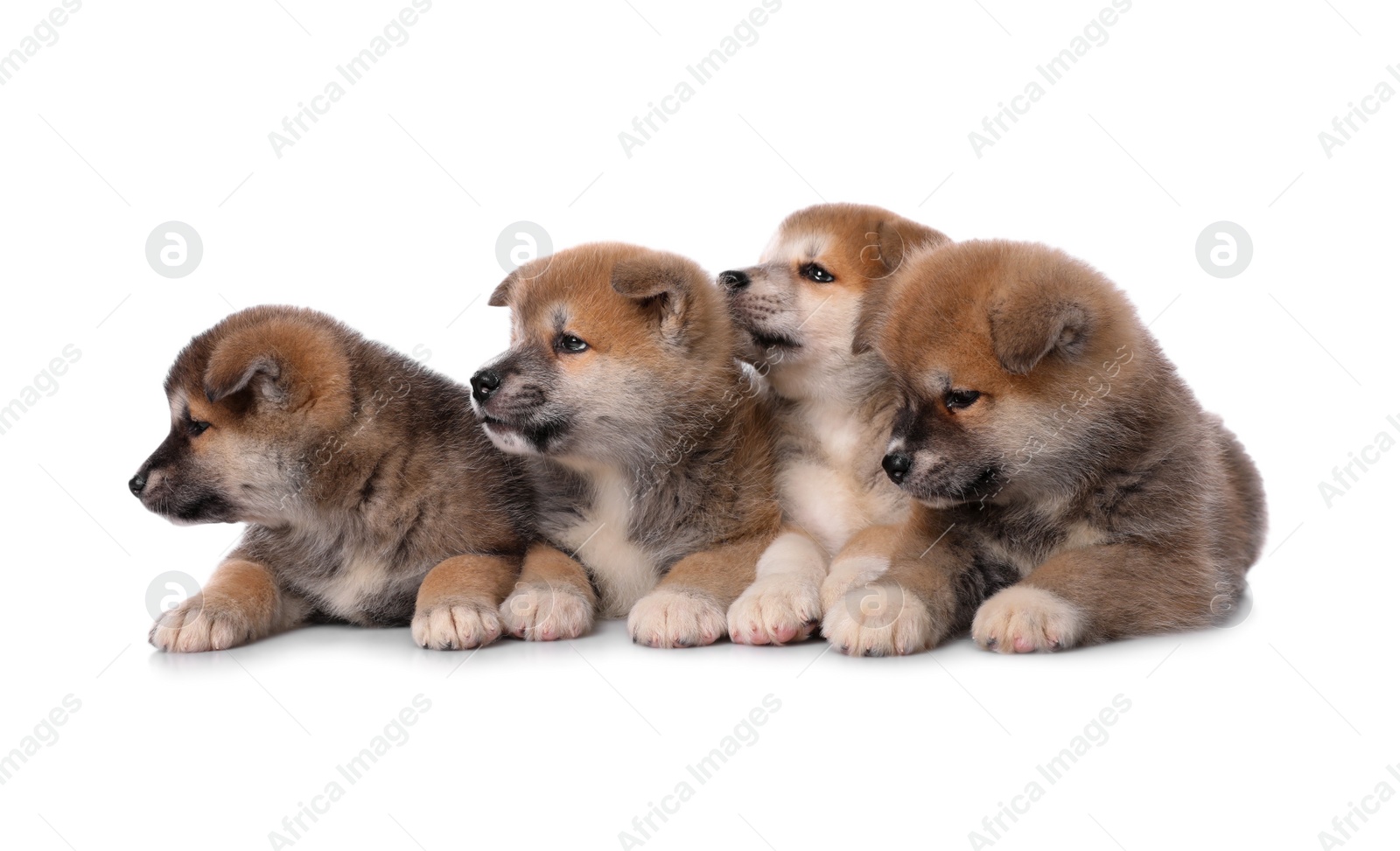 Photo of Adorable Akita Inu puppies on white background