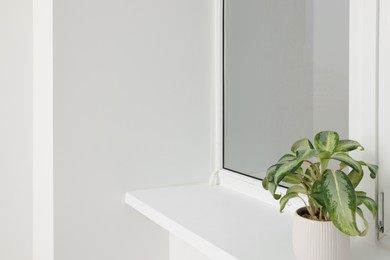 Photo of Potted plant on windowsill in light room