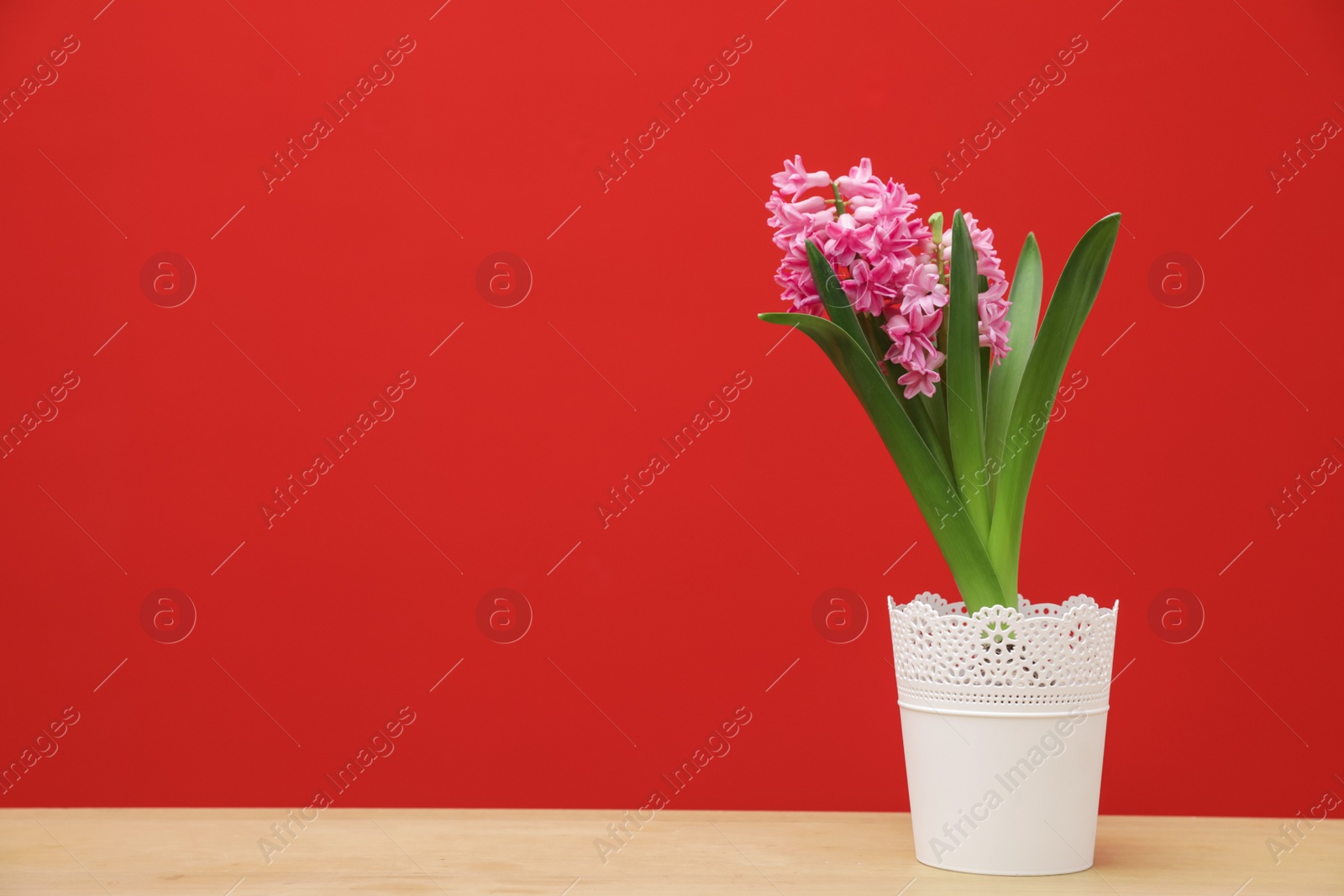 Photo of Beautiful hyacinth in pot on table against color background, space for text. Spring flower