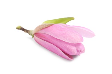 Photo of Beautiful pink magnolia flower isolated on white