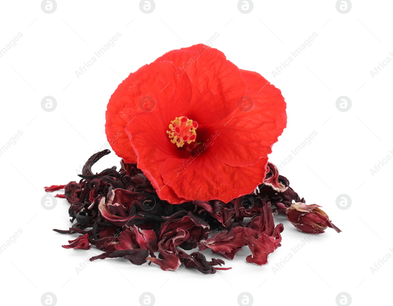 Photo of Pile of dry hibiscus tea and beautiful flower isolated on white