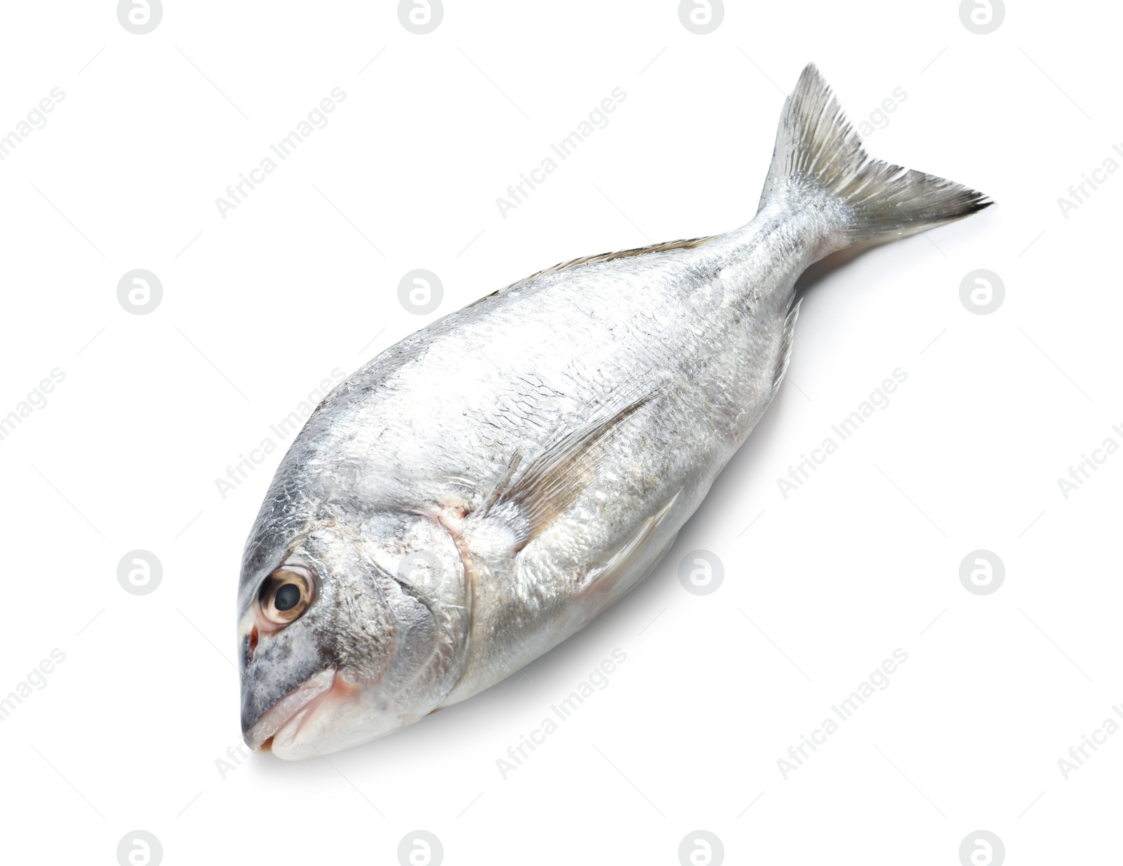 Photo of Raw fish on white background. Natural food high in protein