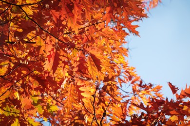 Photo of Beautiful trees with autumn leaves against sky on sunny day, low angle view