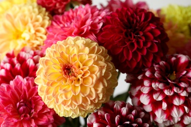 Bouquet of beautiful dahlia flowers, closeup view