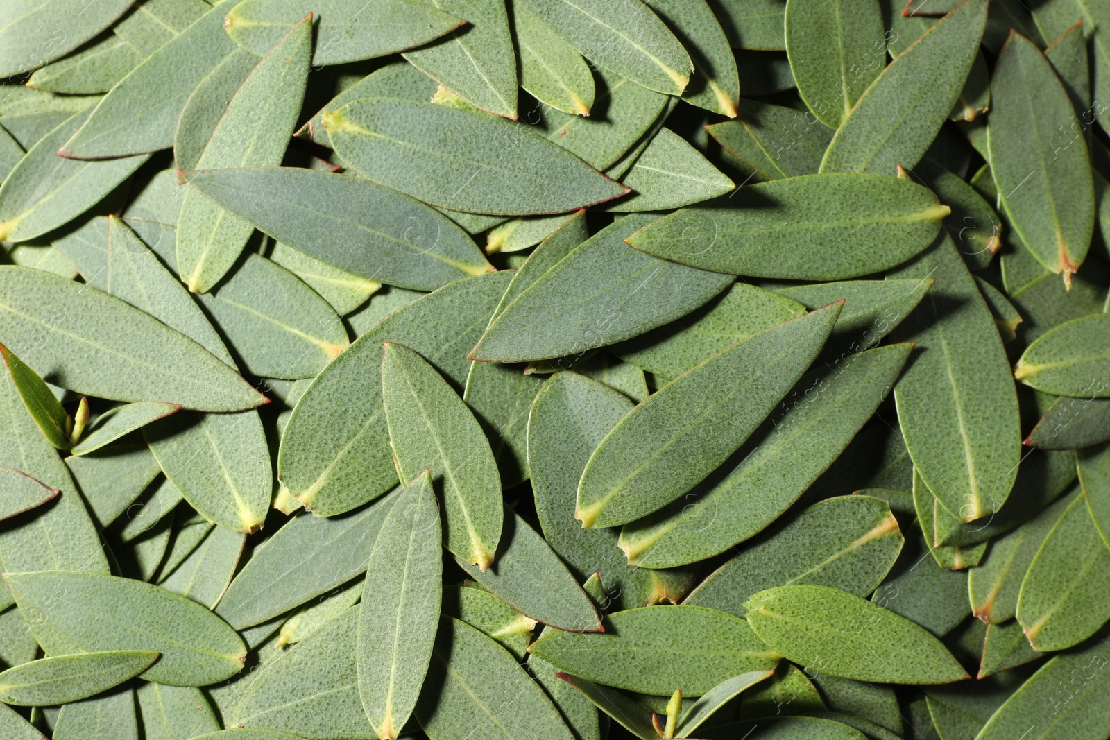 Photo of Many eucalyptus leaves as background, top view