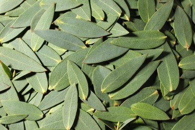 Photo of Many eucalyptus leaves as background, top view