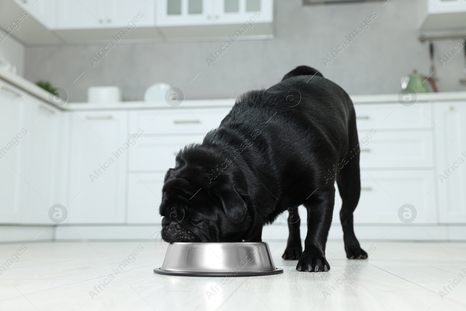 Photo of Cute Pug dog eating from metal bowl in kitchen