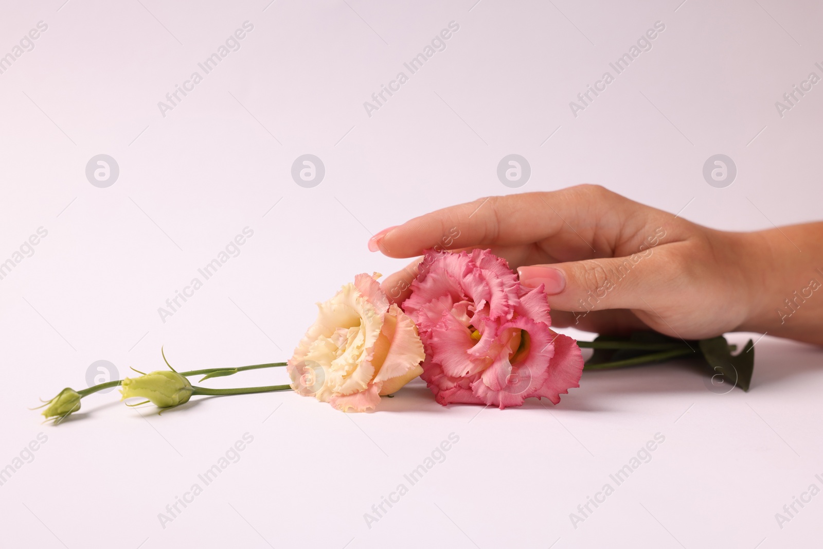 Photo of Woman holding eustoma flowers on white background, closeup