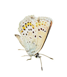 Beautiful bright butterfly flying on white background