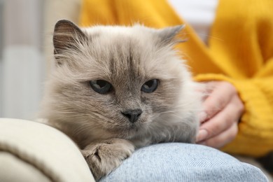 Woman petting beautiful birman cat on sofa at home, closeup