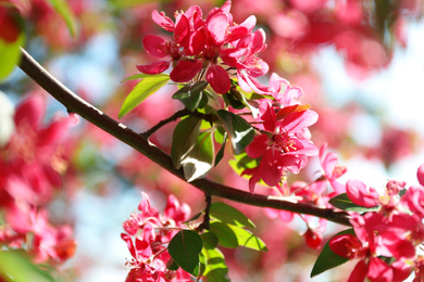 Photo of Blossoming spring tree, pink flowers, closeup