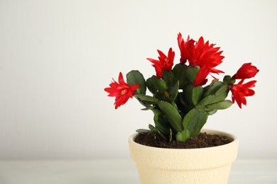 Photo of Beautiful red Schlumbergera (Christmas or Thanksgiving cactus) on light background. Space for text