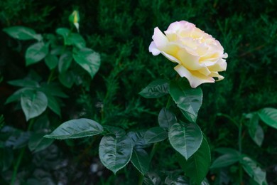 Beautiful yellow rose flower blooming outdoors. Space for text