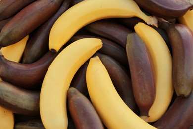 Photo of Different types of bananas as background, top view