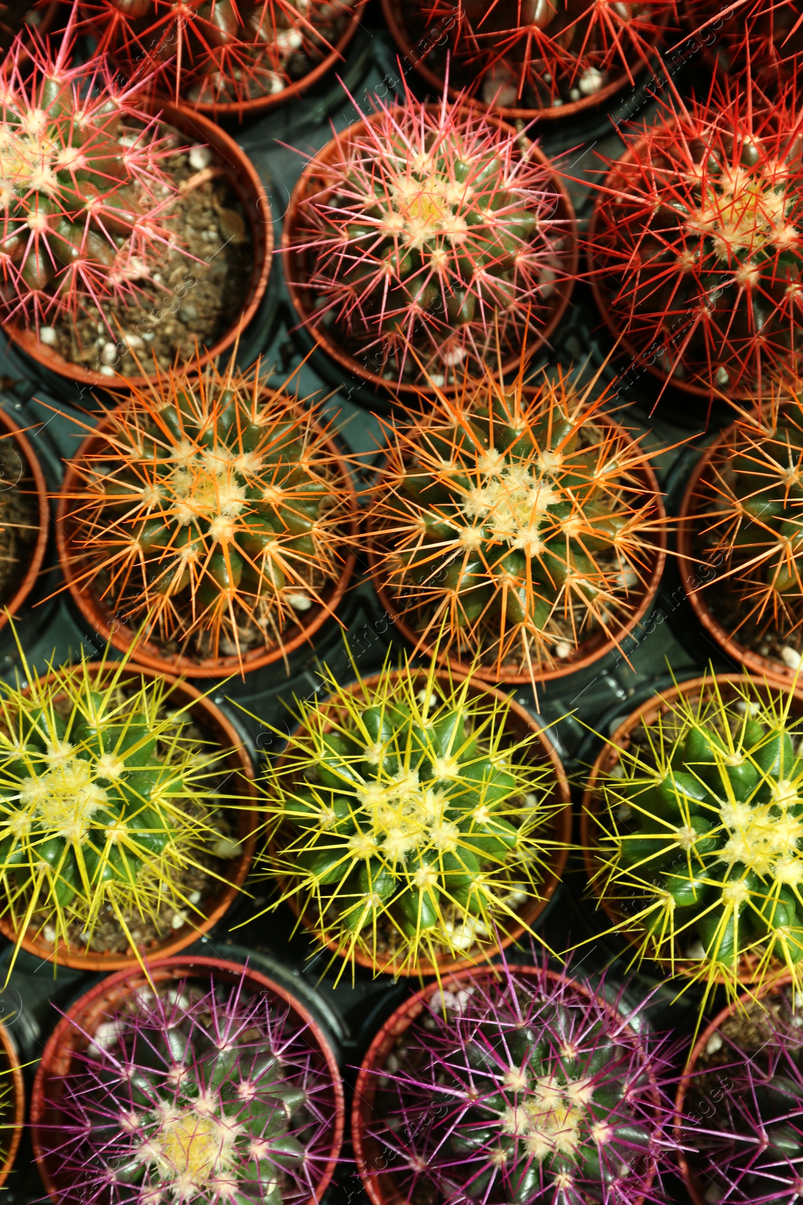 Photo of Pots with beautiful colorful cacti in plant tray, flat lay