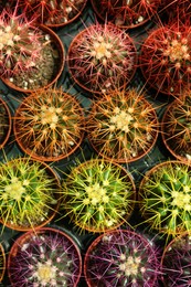 Photo of Pots with beautiful colorful cacti in plant tray, flat lay
