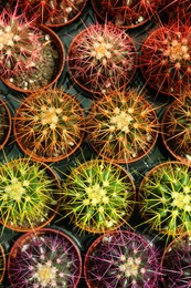 Pots with beautiful colorful cacti in plant tray, flat lay