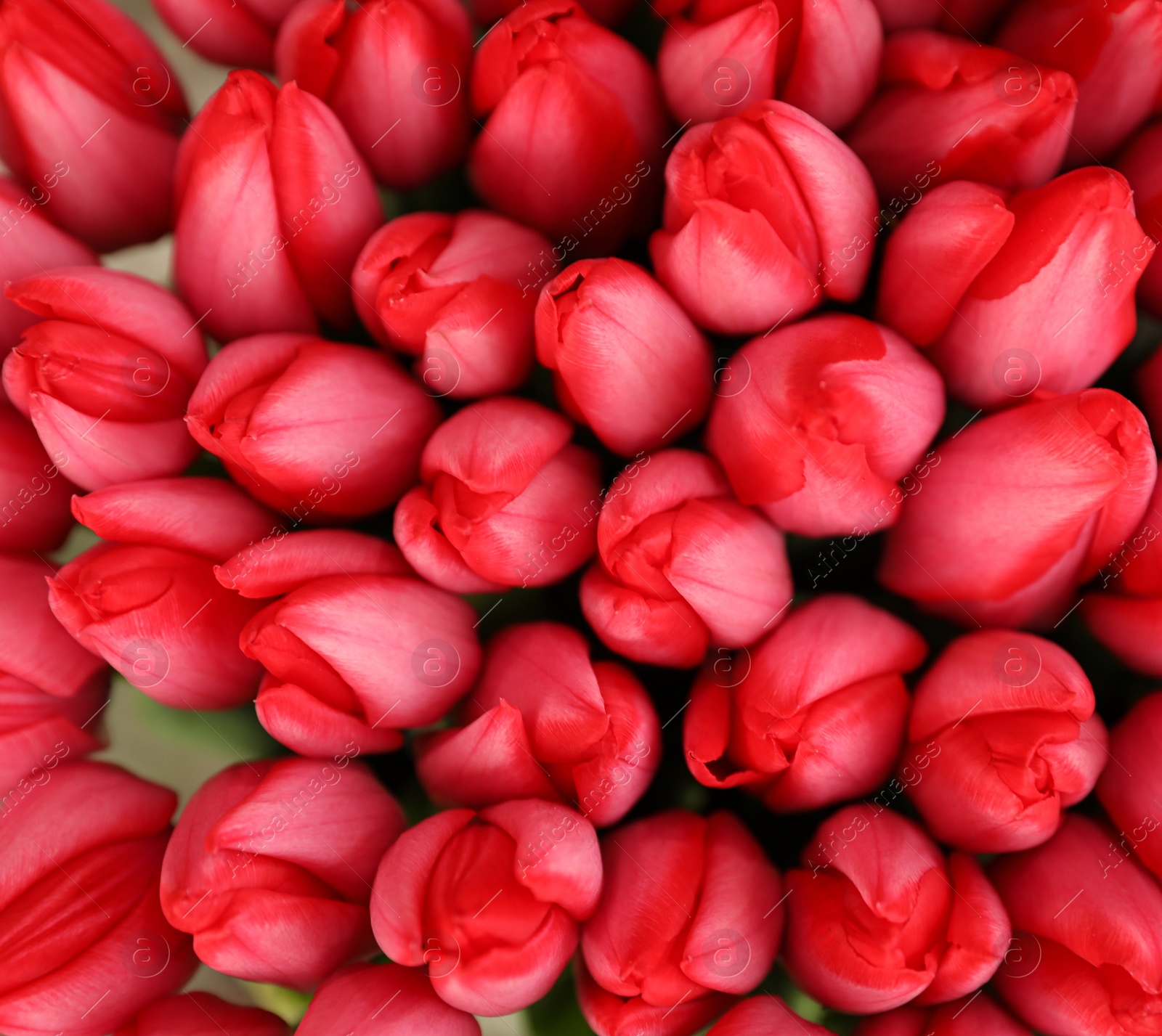 Photo of Fresh bright tulip flowers, top view. Floral decor