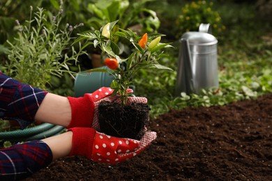 Photo of Woman holding pepper plant over soil in garden, closeup. Space for text