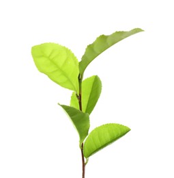 Tea plant with fresh green leaves isolated on white