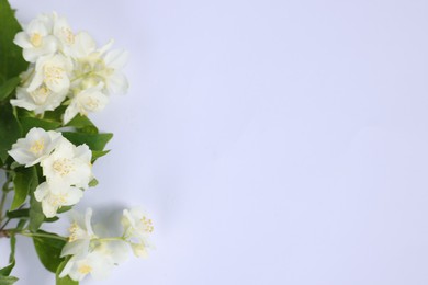 Photo of Beautiful jasmine flowers on white background, top view. Space for text