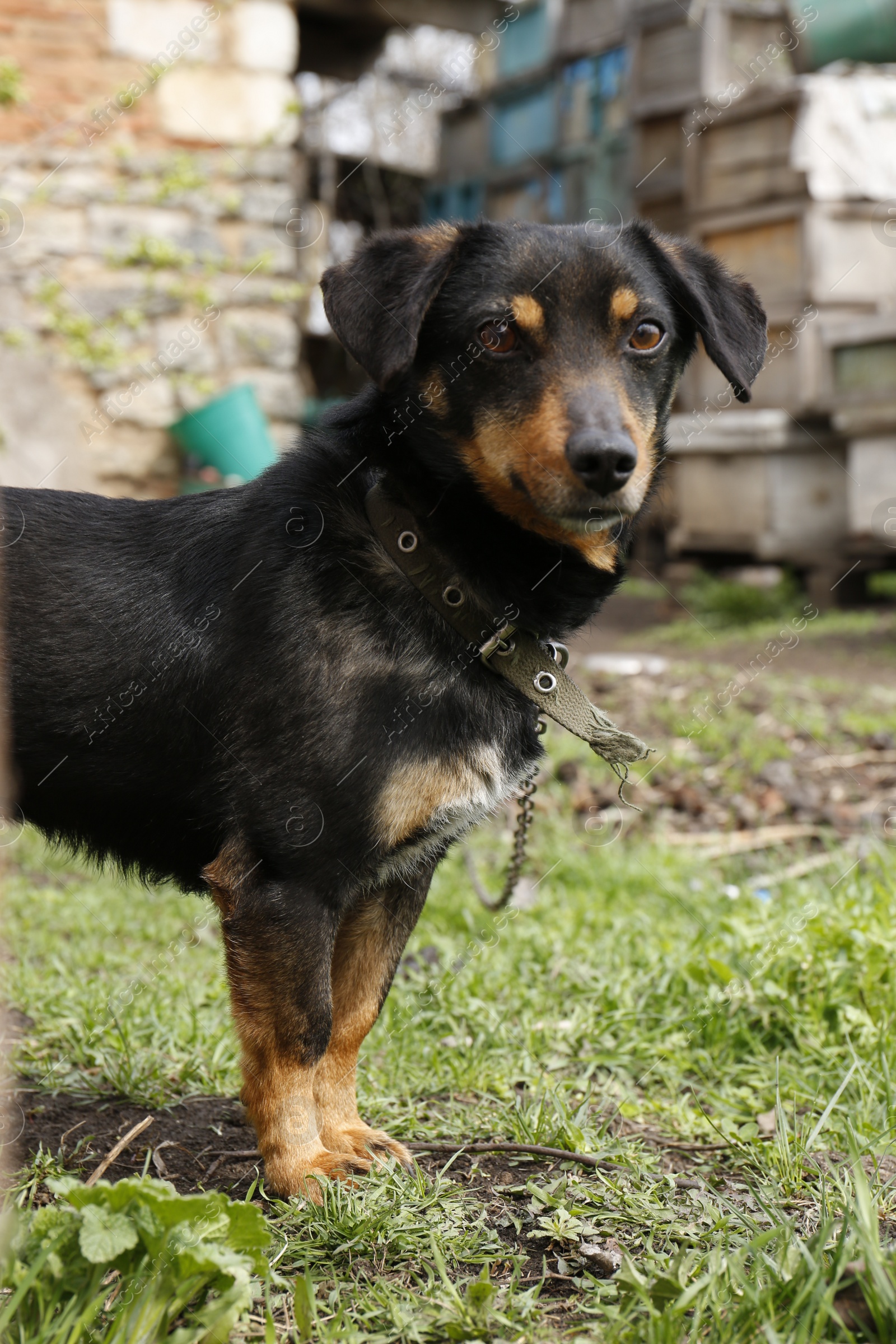 Photo of Adorable black dog on chain in village