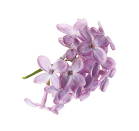 Photo of Beautiful violet lilac blossom isolated on white