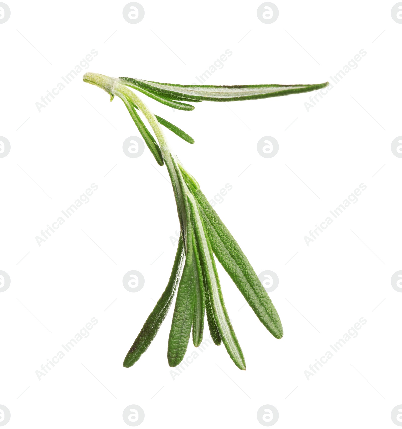 Photo of Fresh rosemary isolated on white. Mulled wine ingredient