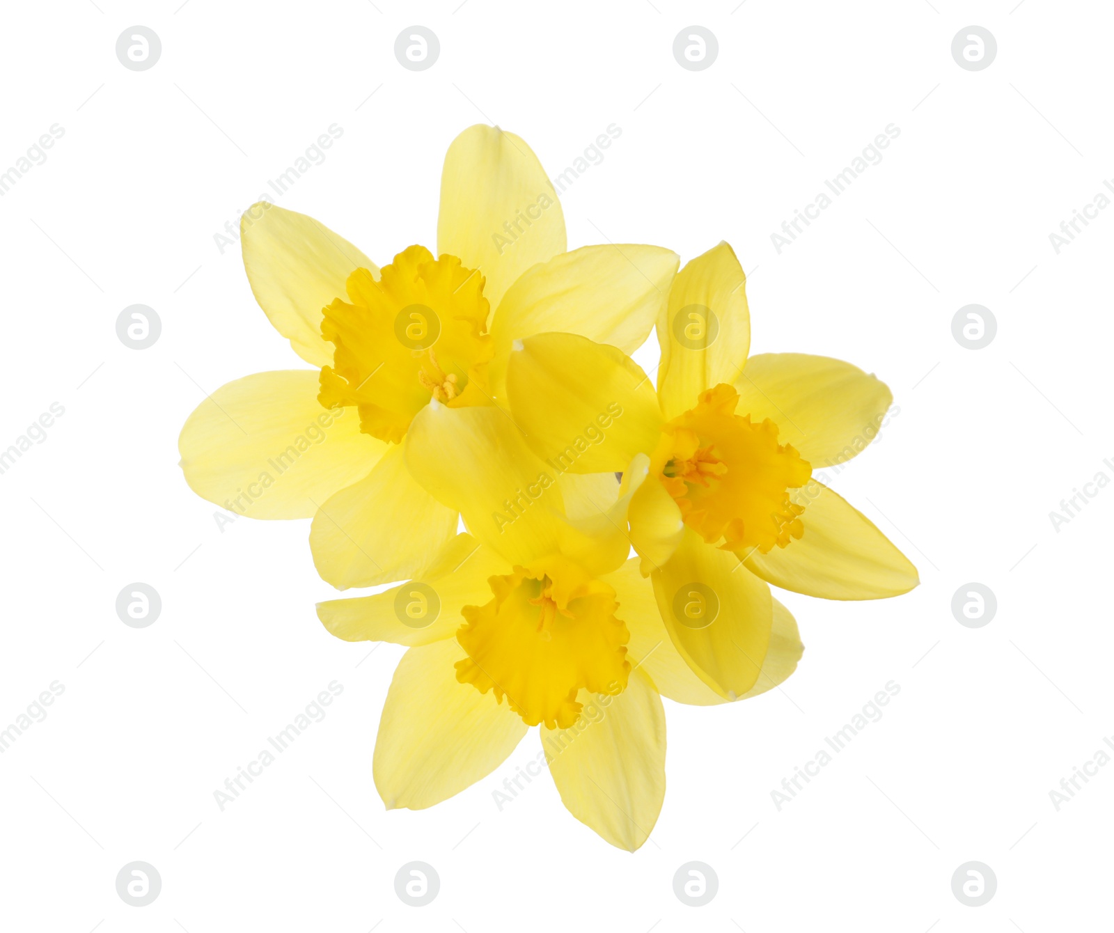 Photo of Beautiful blooming yellow daffodils on white background