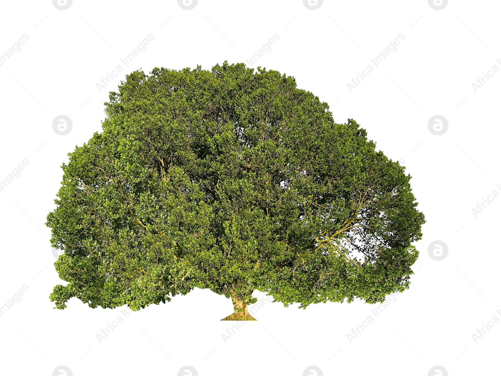 Image of Beautiful tree with green leaves isolated on white