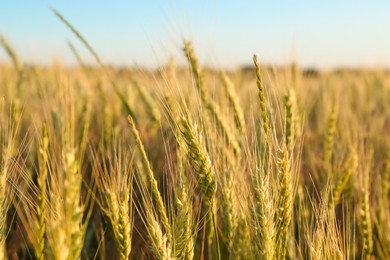 Photo of Beautiful agricultural field with ripening wheat, closeup