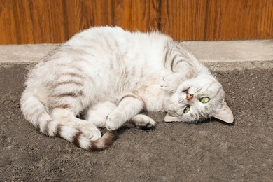 Lovely tabby cat lying outdoors on sunny day