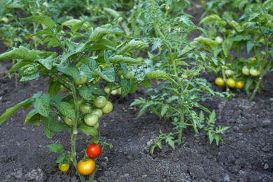 Photo of Fresh young tomato plants growing in ground outdoors. Gardening season