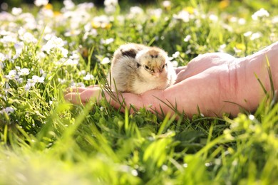 Photo of Man with cute chick on green grass outdoors., closeup. Baby animal