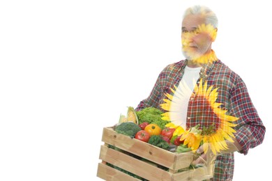 Double exposure of farmer and sunflower field on white background