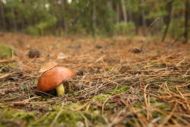 Brown boletus mushroom growing in autumn forest